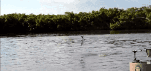 A fisherman catching a atrpon from a round boat. The tarpon is jumping.